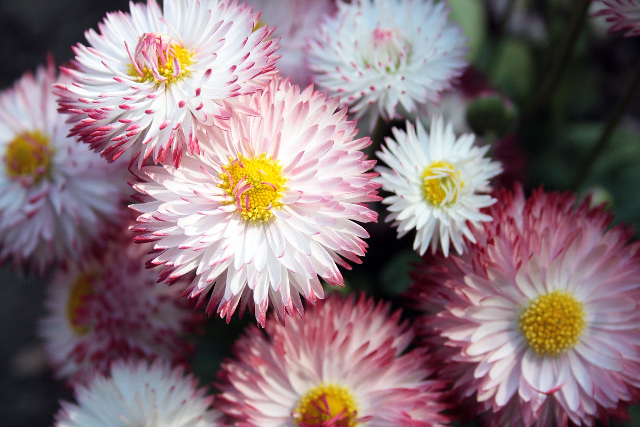 Image - flowers geese flower plant nature