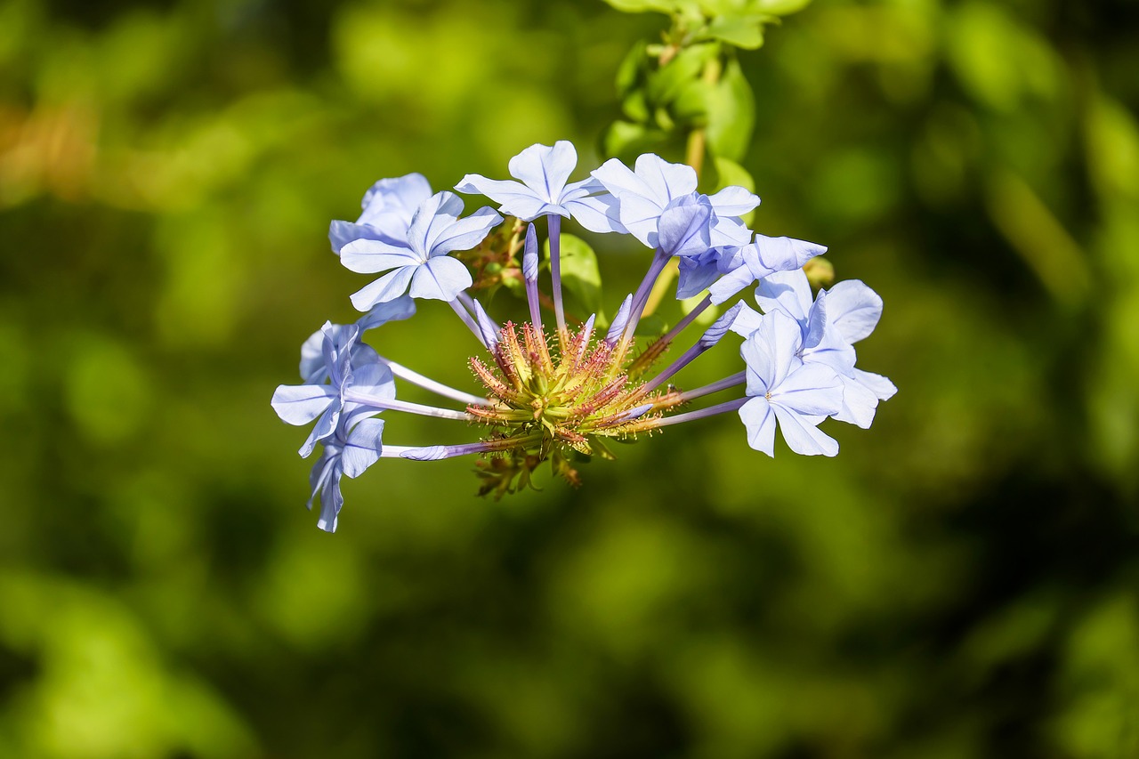 Image - auriculata flower blossom bloom