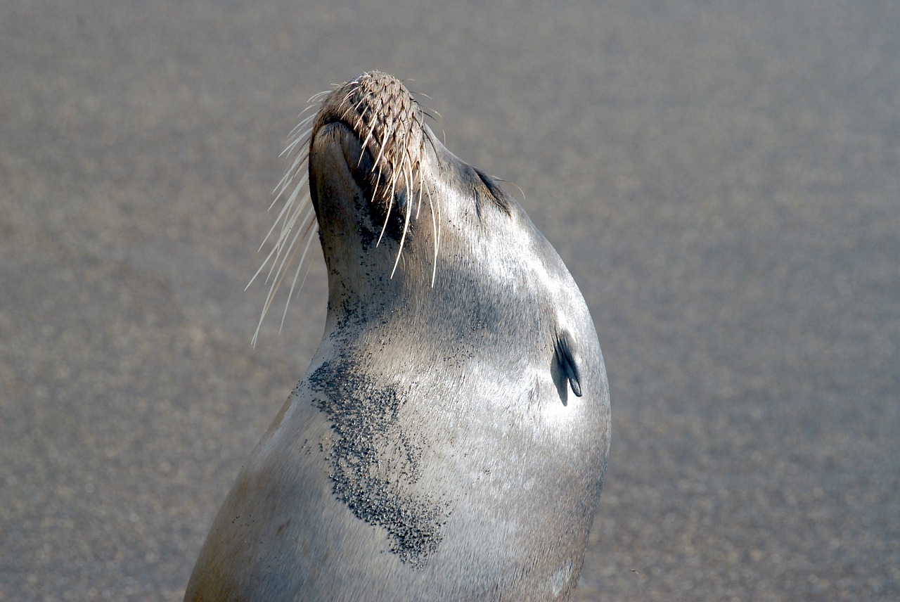 Image - galapagos sea lion marine sea lion