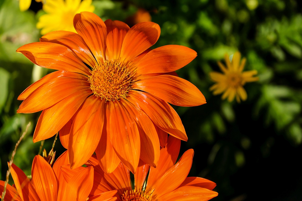 Image - gazania flower flowers bright