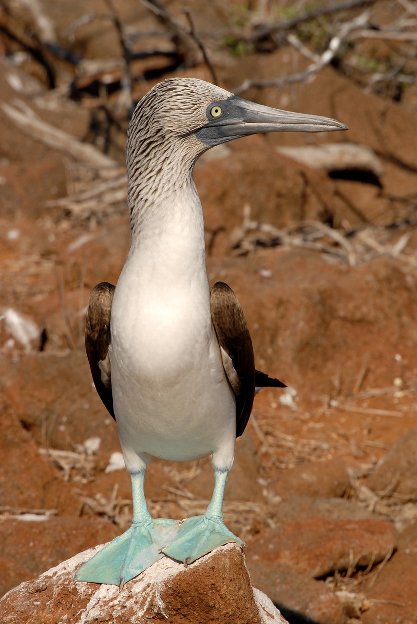 Image - booby galapagos blue footed bird