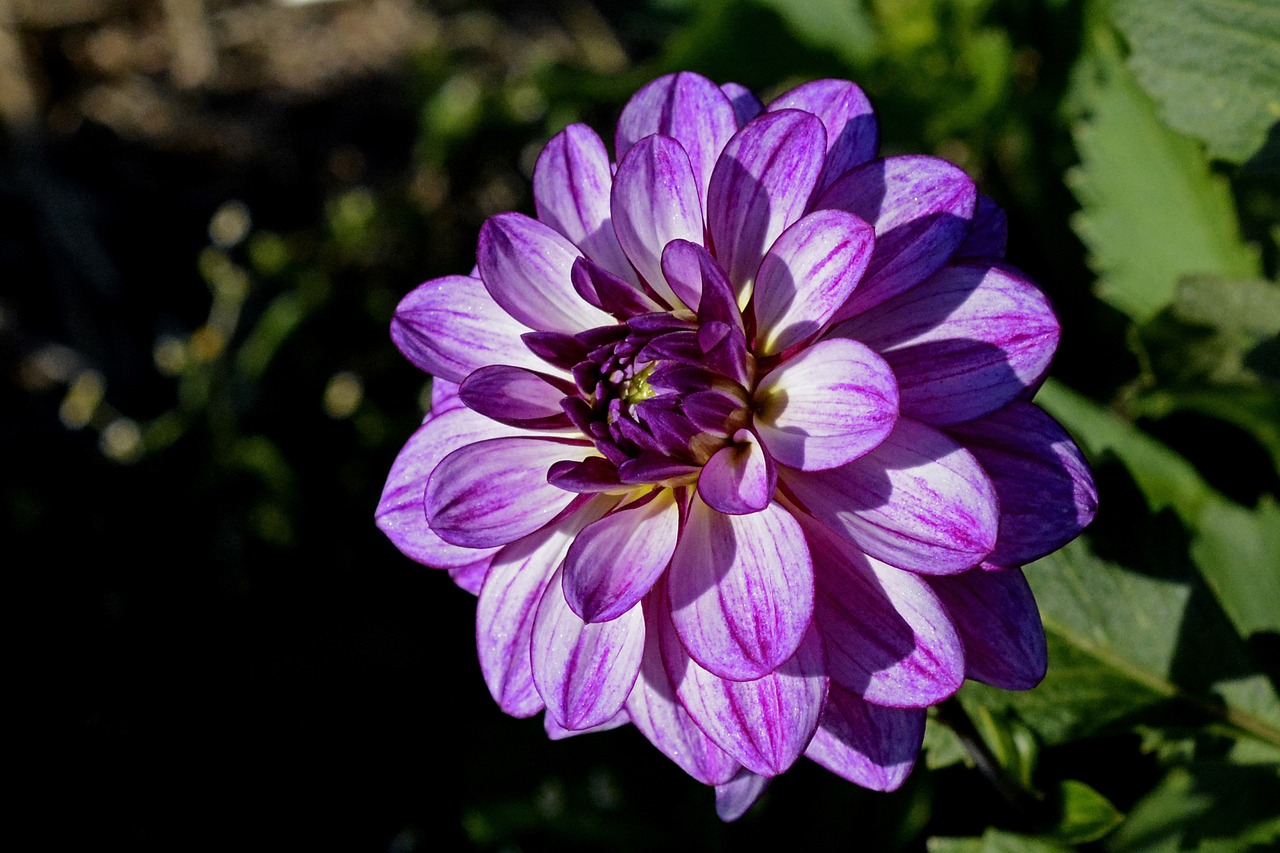 Image - dahlia flower blossom bloom