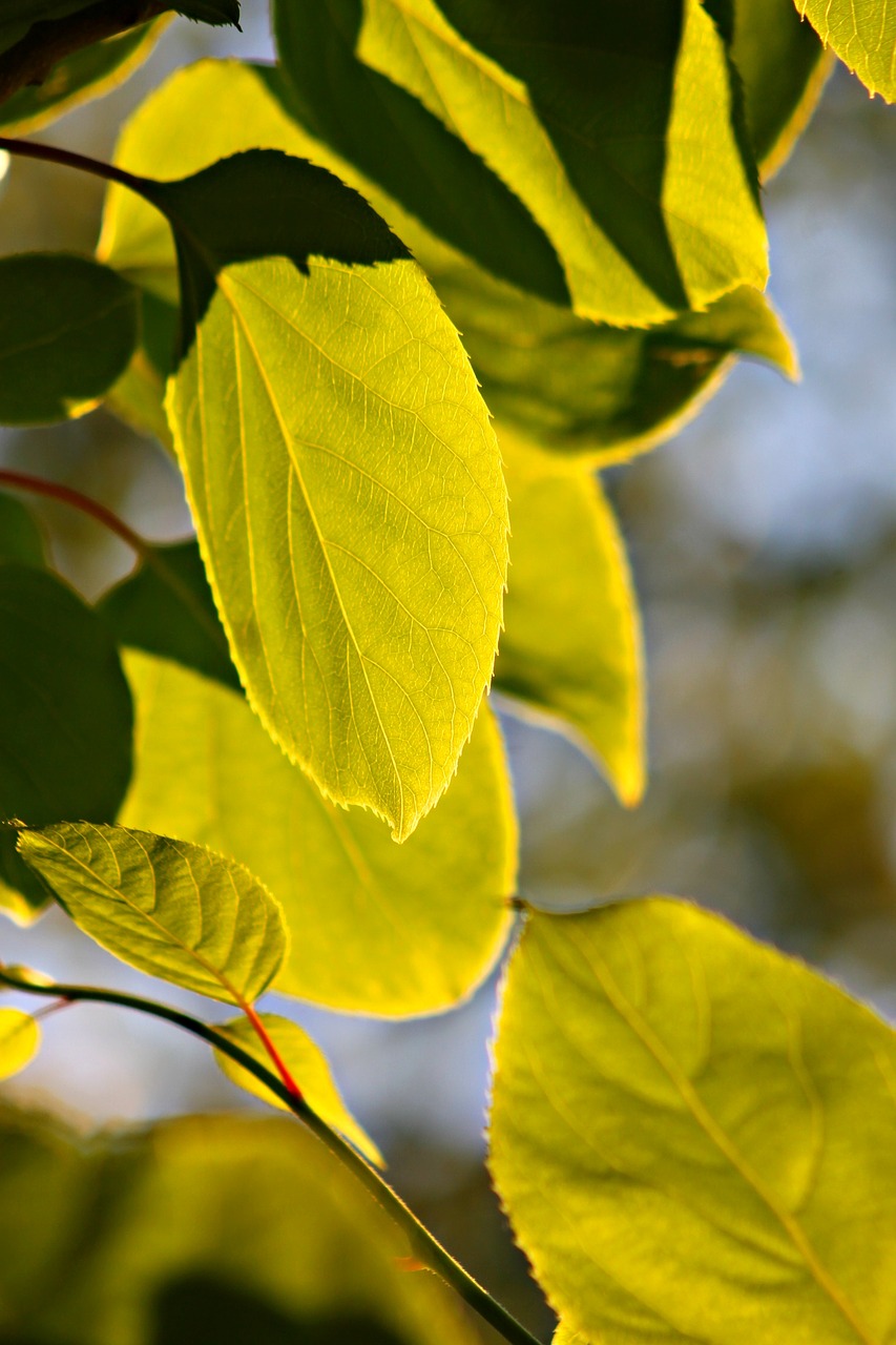 Image - bush branch light foliage leaves