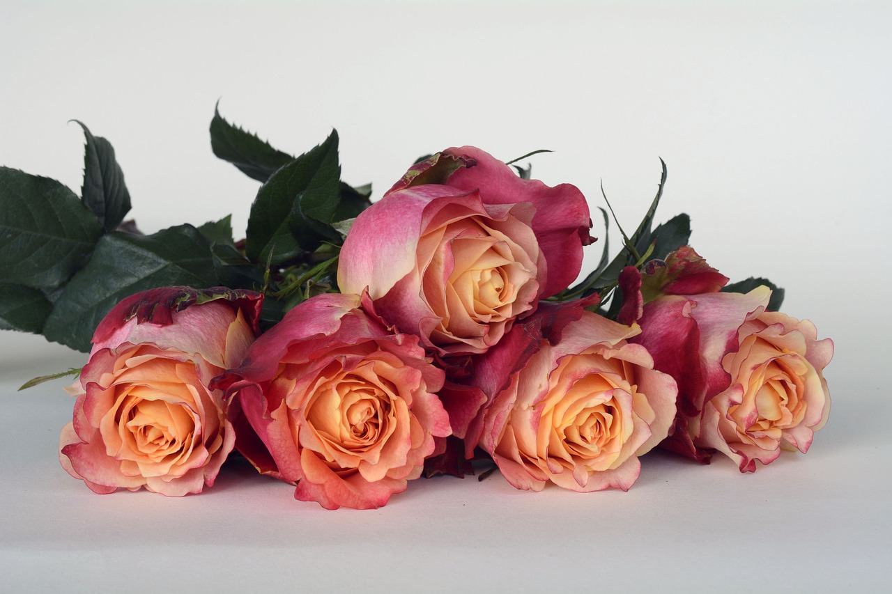 Image - roses flowers rose flower romantic