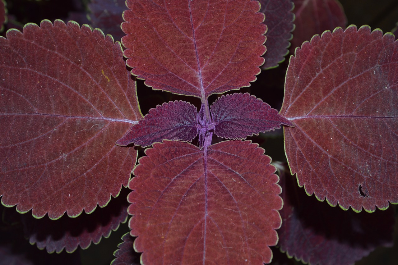 Image - colorful nettles nettles plant