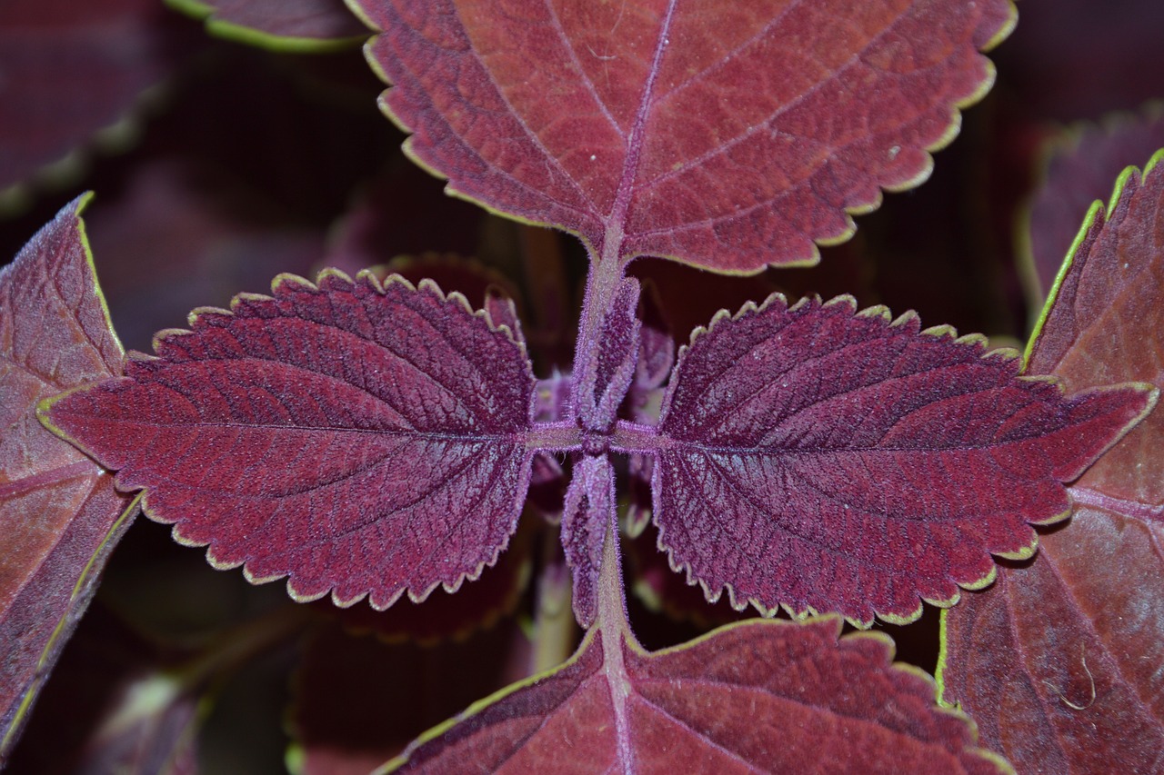 Image - colorful nettles nettles plant