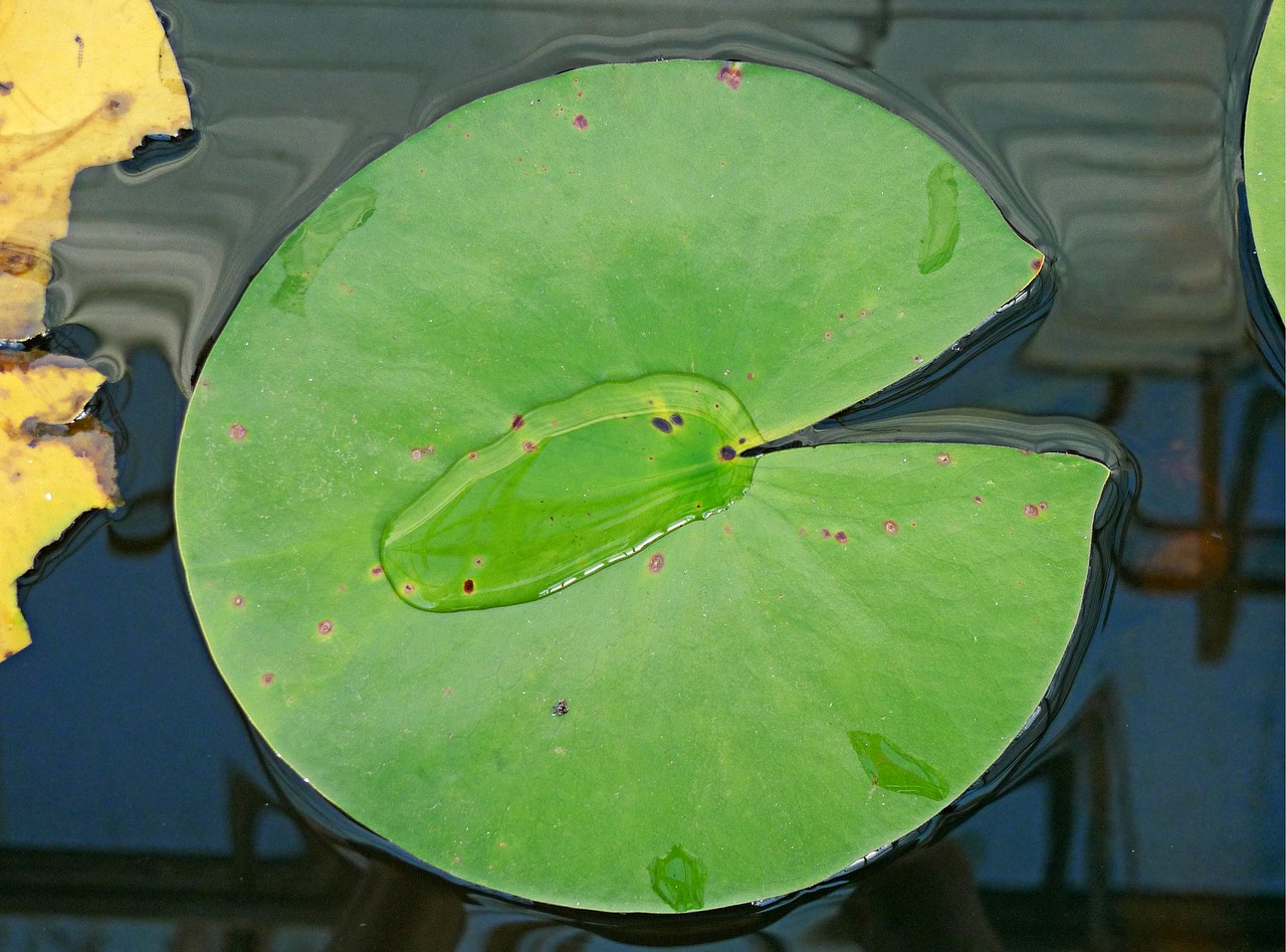 Image - water lily leaf surface tension