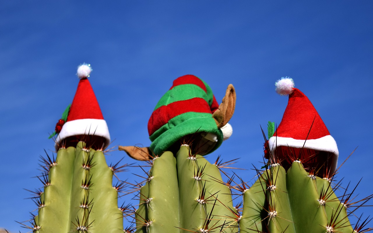 Image - cactus christmas holiday festivity