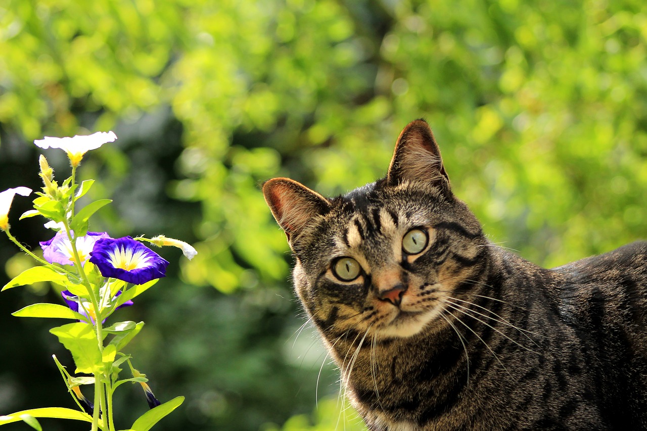 Image - cat kitty flower spring pet