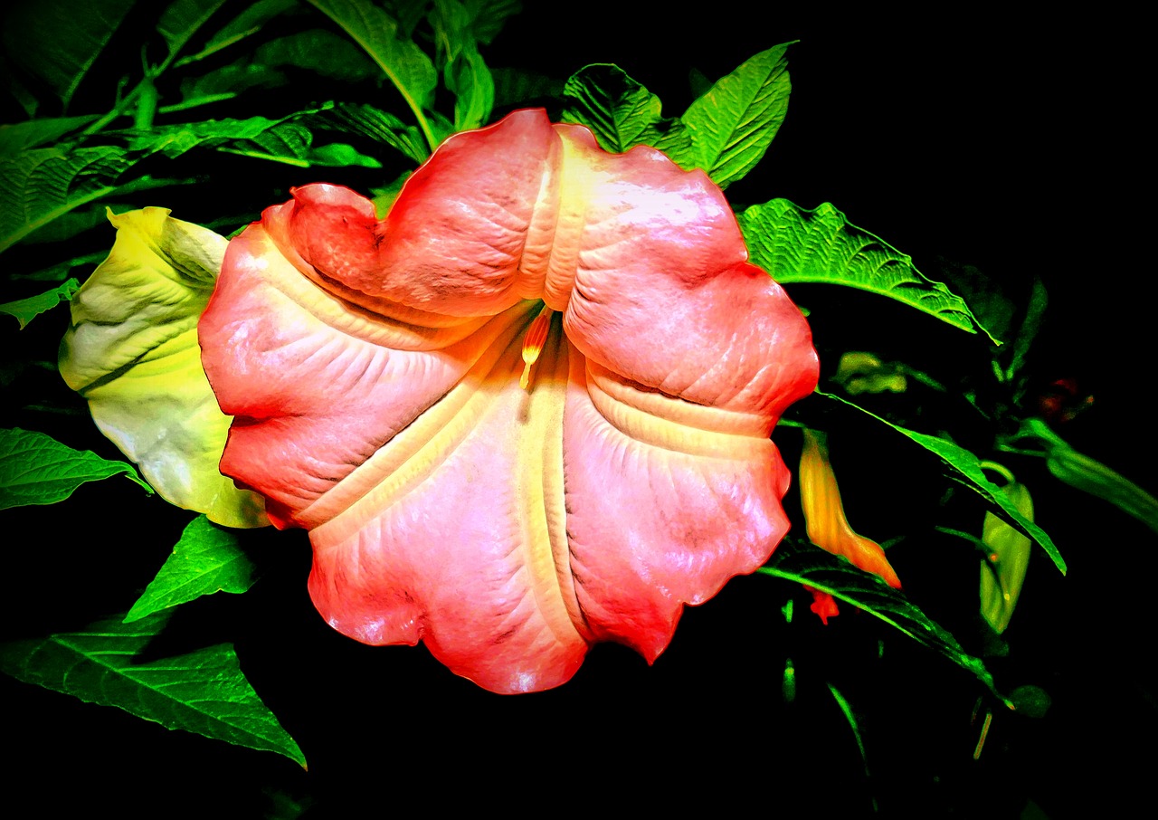 Image - catalpa blossom bloom