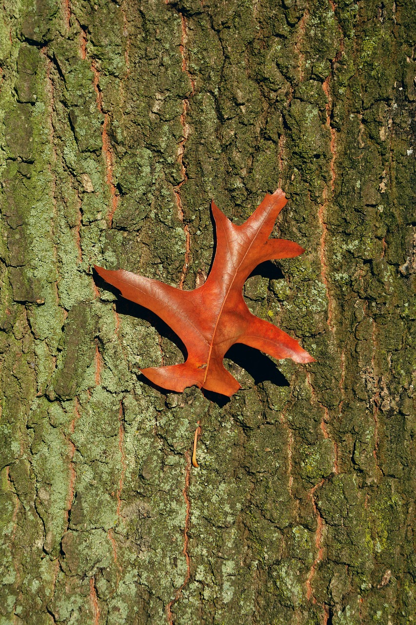 Image - baustamm tree bark oak leaf autumn