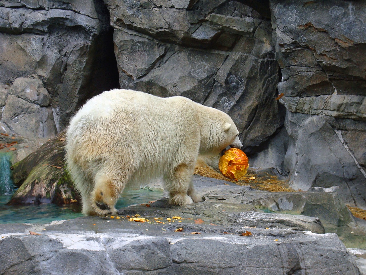 Image - polar bear zoo animal wildlife