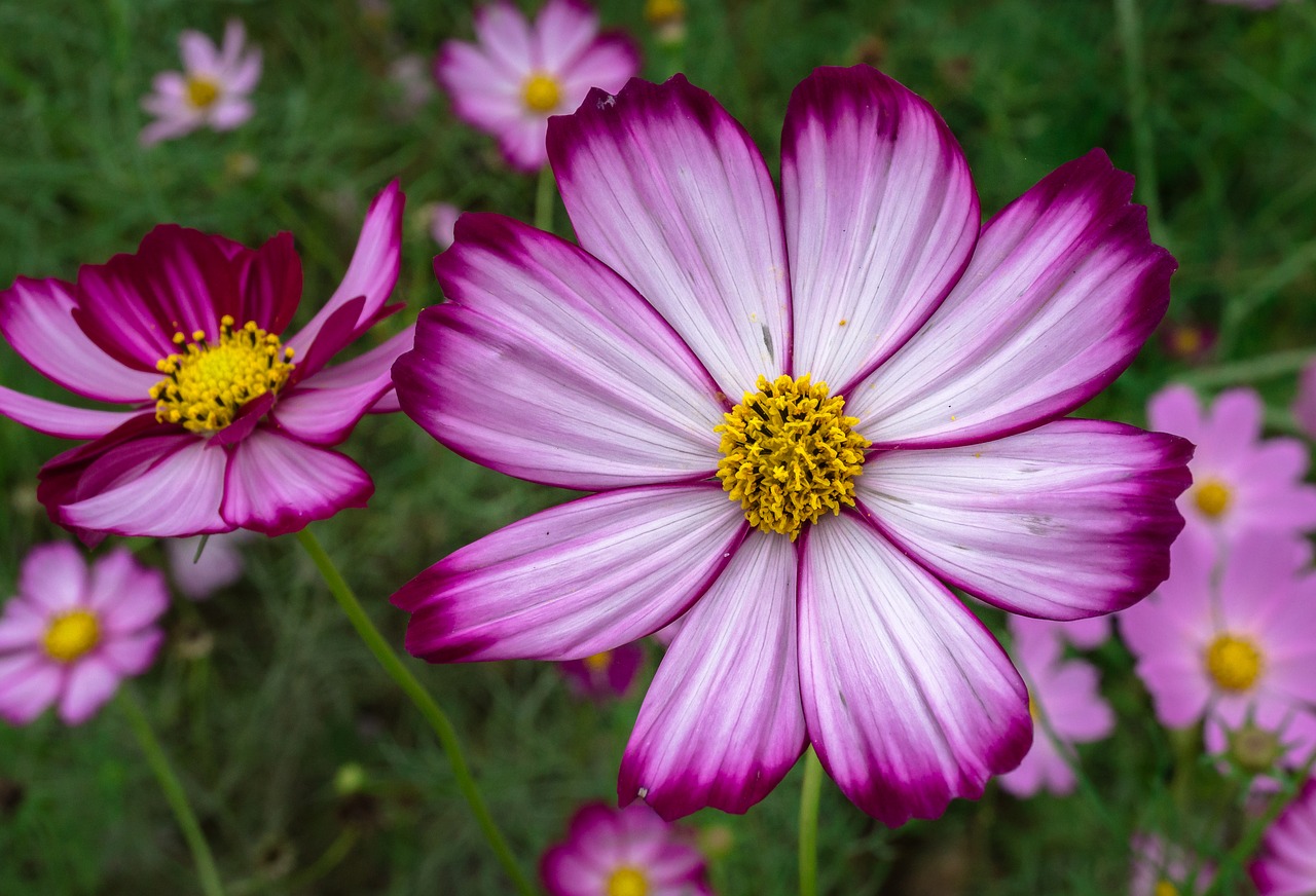 Image - cosmos plants flowers purple