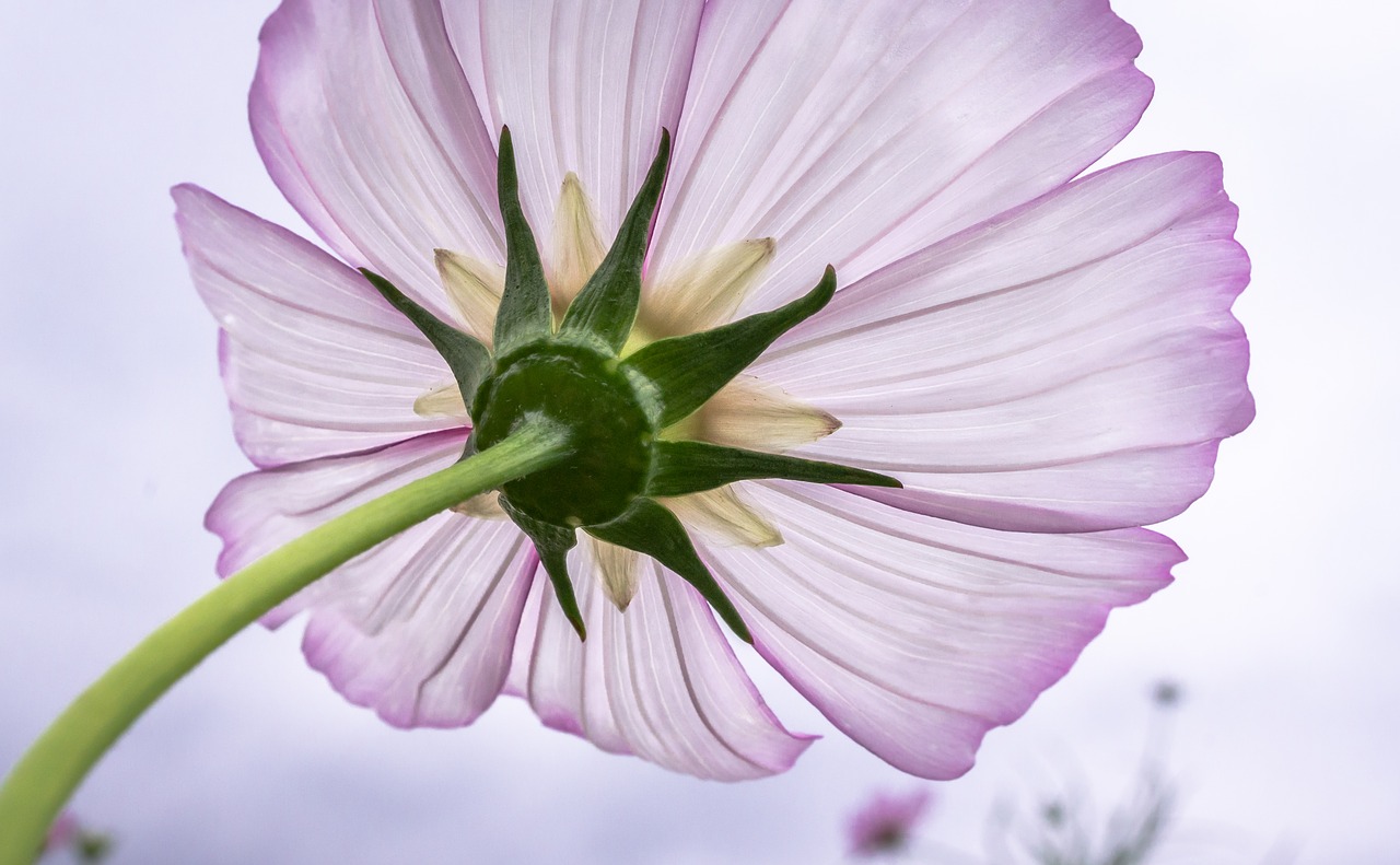 Image - cosmos plants flowers purple