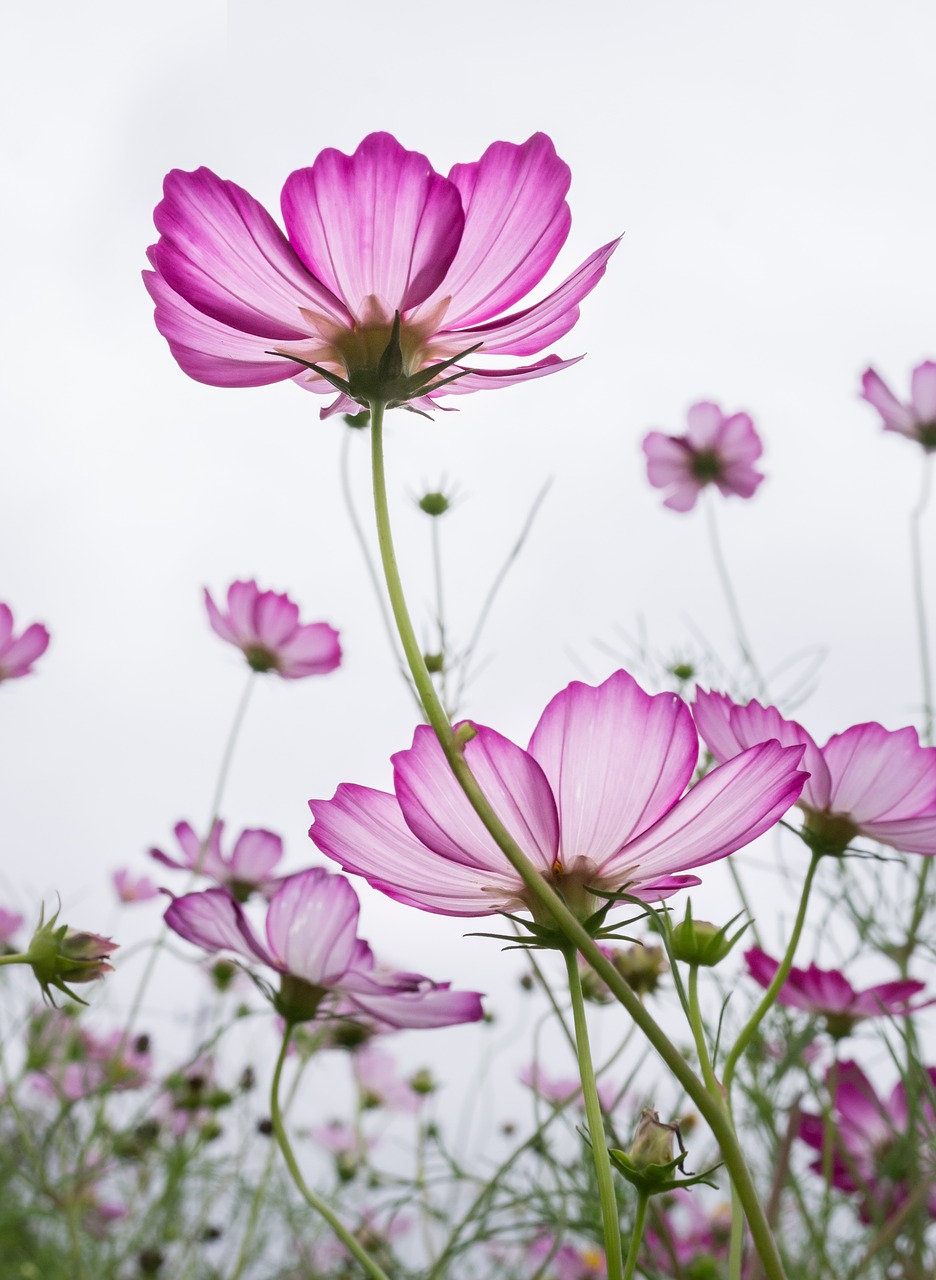 Image - cosmos plants flowers purple