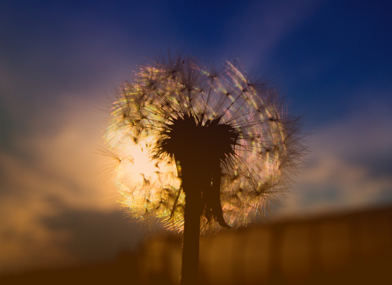 Image - dandelion sunset sky silhouette