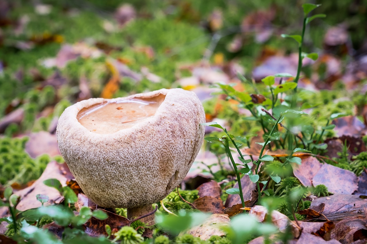 Image - mushroom forest autumn brown