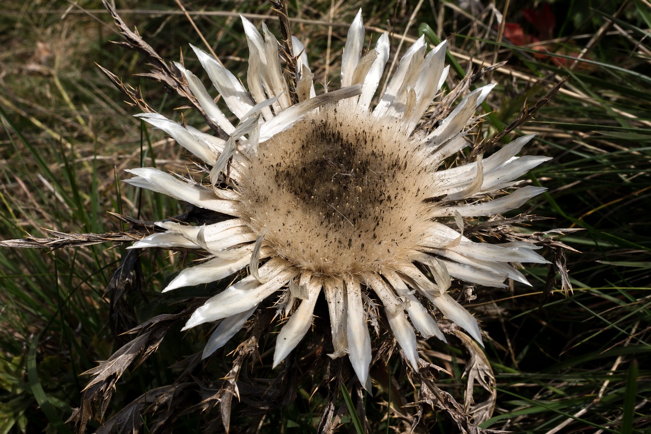 Image - silver thistle open protected plant