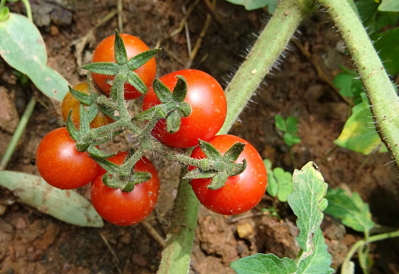 Image - cherry tomato tomato fruit