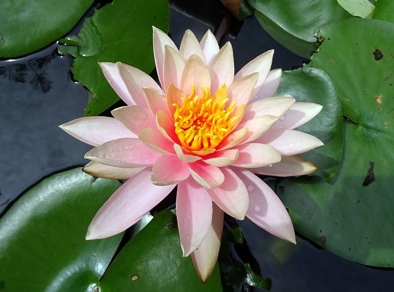 Image - flower water lily nymphaea colorado