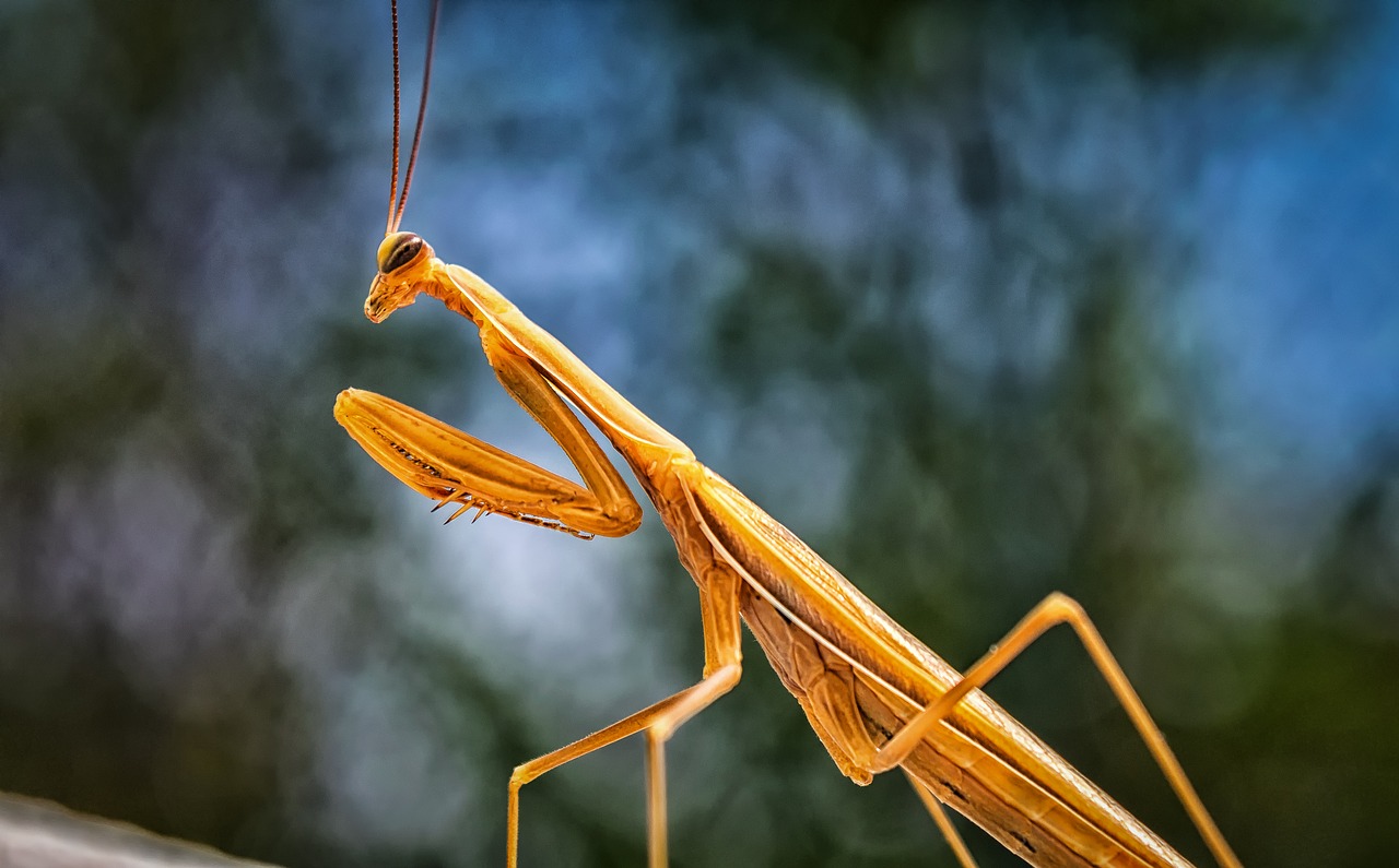 Image - praying mantis insect scare