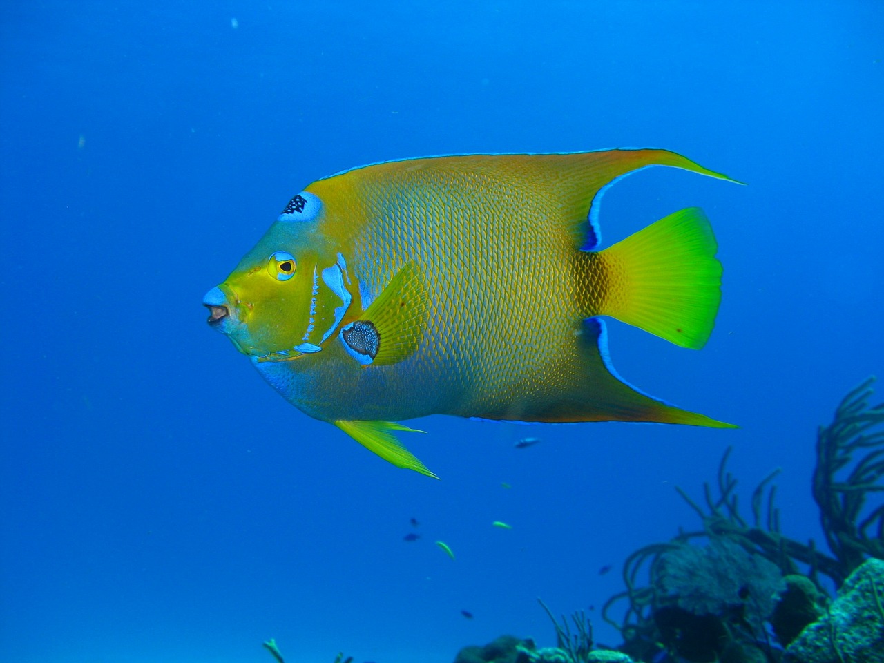 Image - diving ocean coral sea water