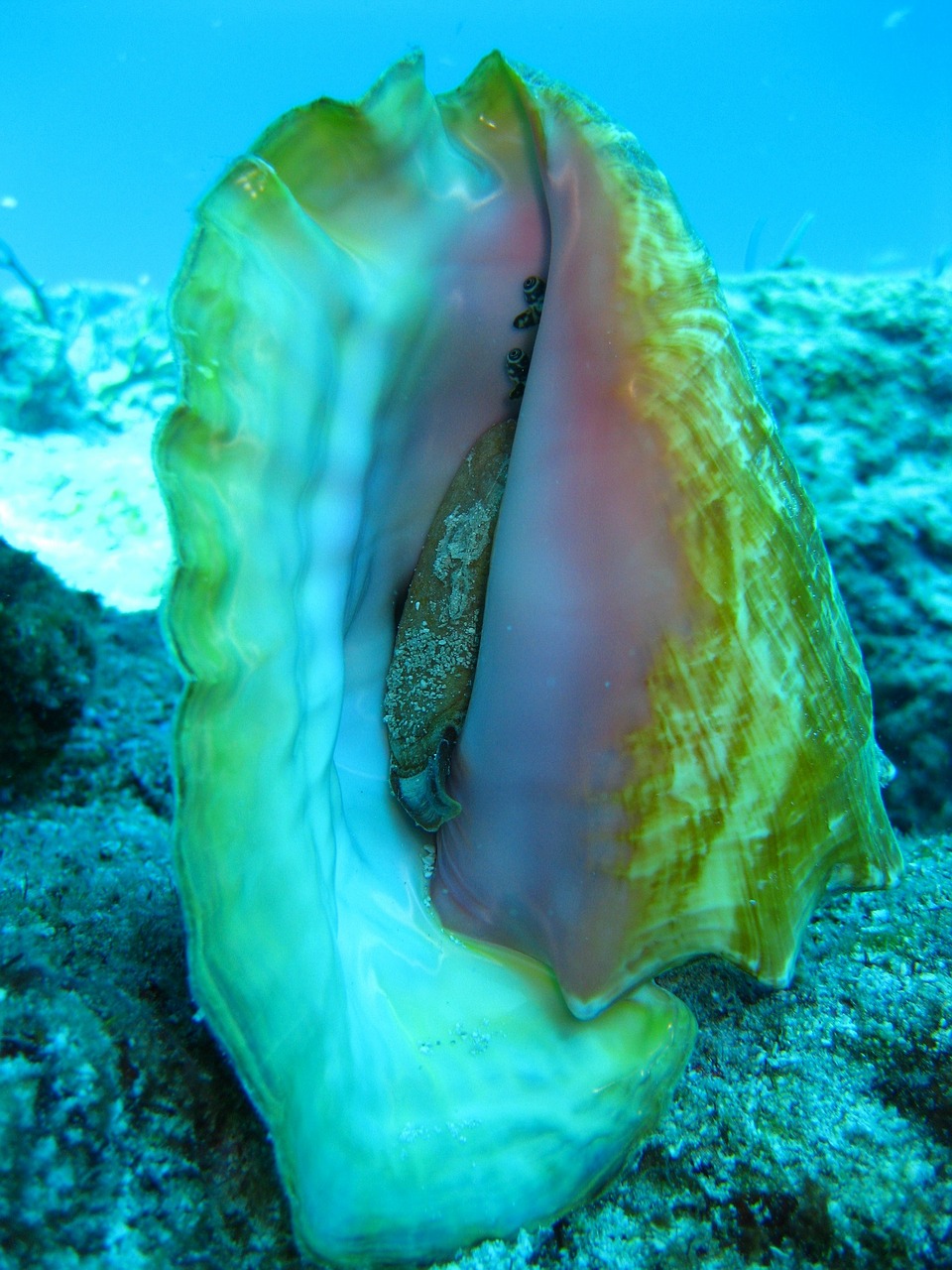 Image - diving ocean coral sea water