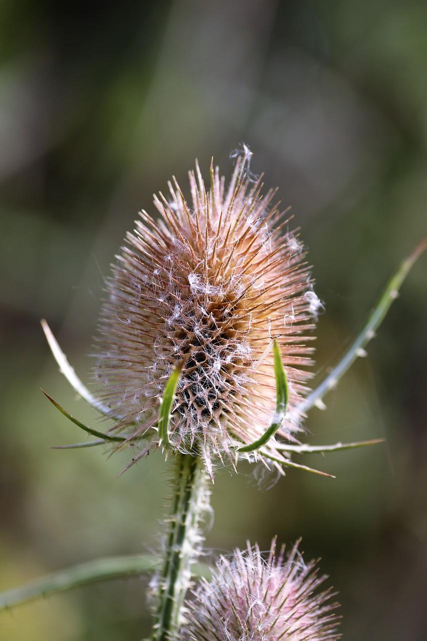 Image - thistle spiky plant nature flower