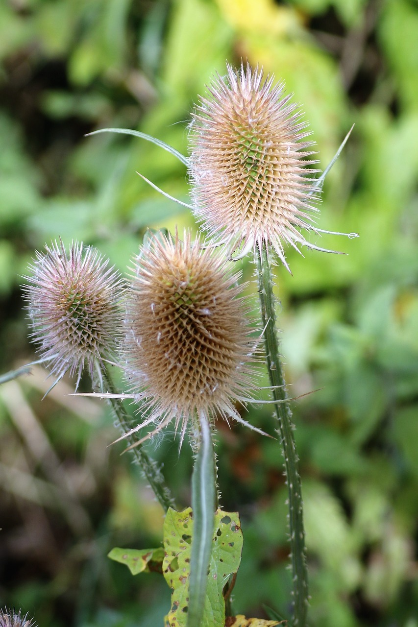 Image - thistle spiky plant nature flower