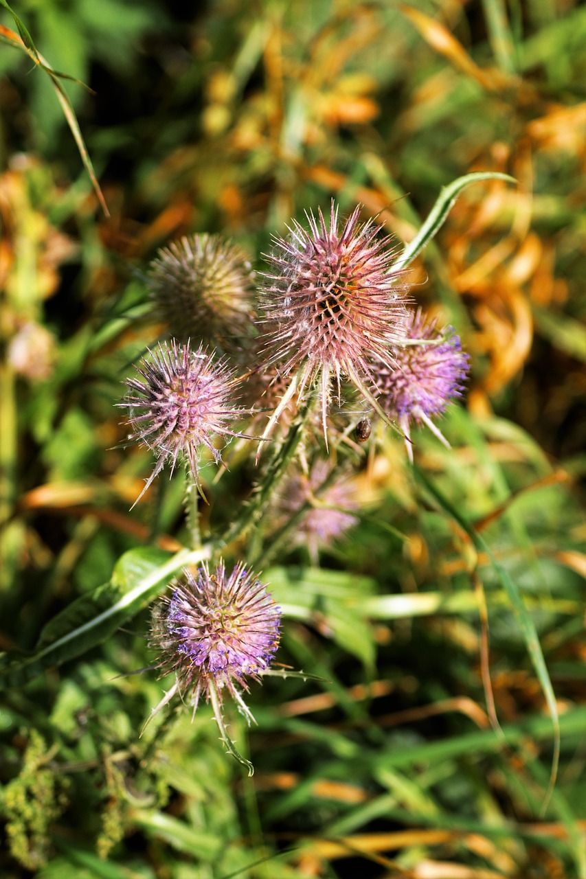 Image - thistle spiky plant nature flower