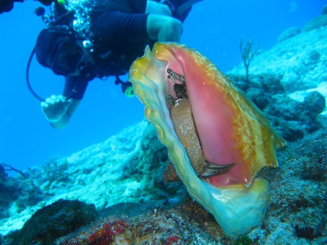 Image - diving ocean coral sea water