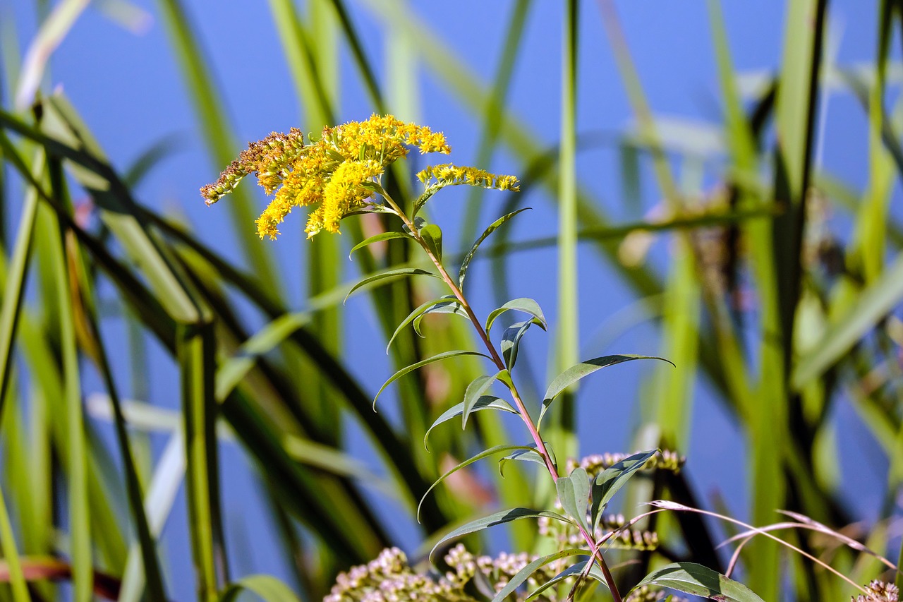 Image - golden rod blossom bloom flowers