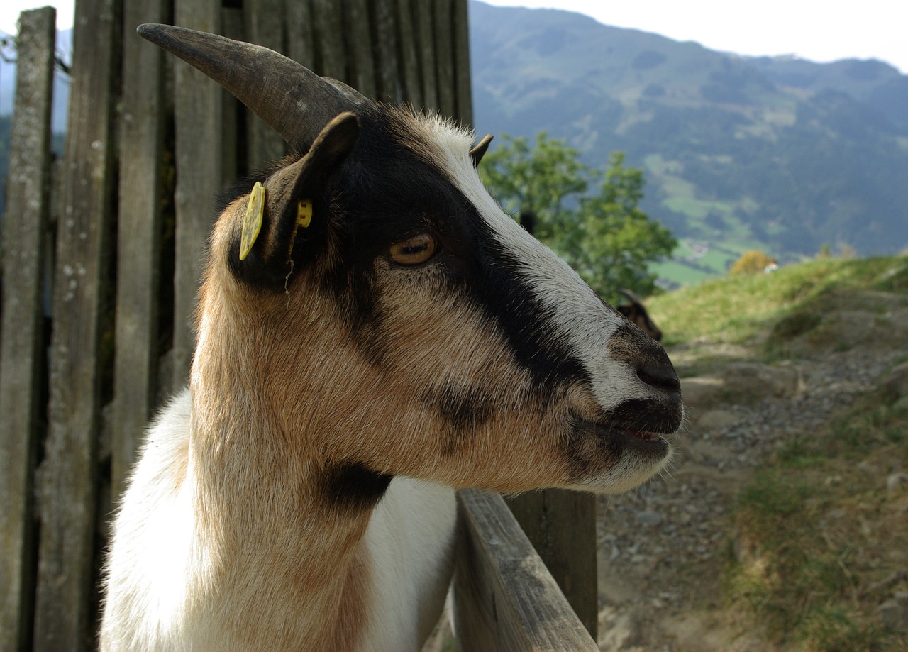 Image - goat pet kid dwarf goat livestock