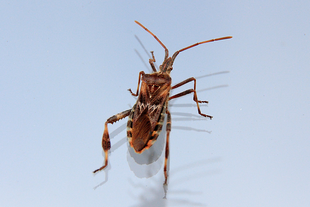 Image - bug insect animal nature crawl