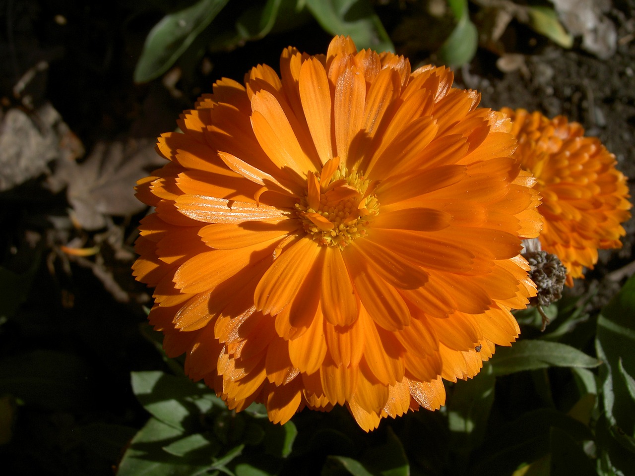 Image - zinnia flower orange pretty floral