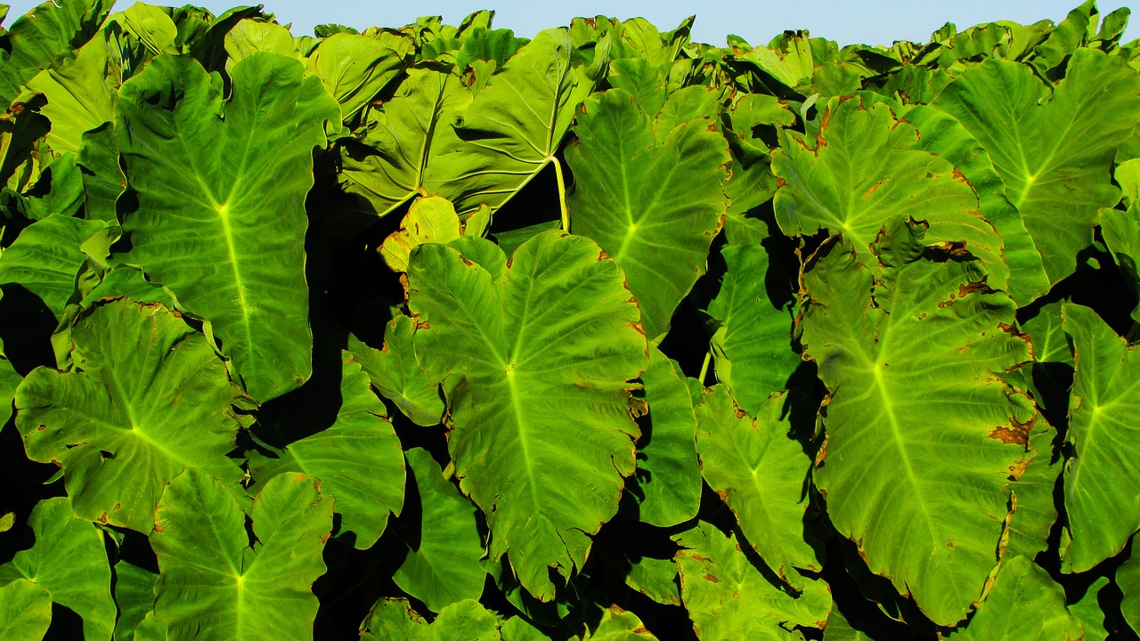 Image - taro leaves food traditional