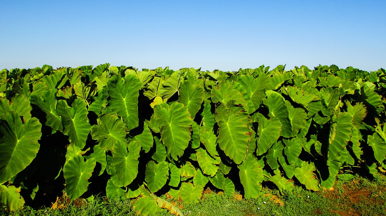 Image - taro leaves food traditional