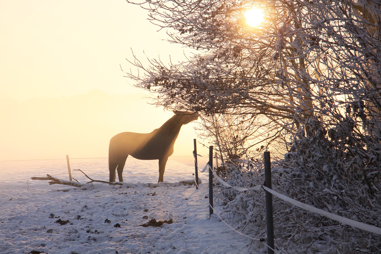 Image - horse sun ride coupling atmosphere