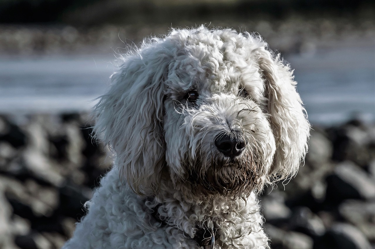 Image - dog hybrid goldendoodle portrait