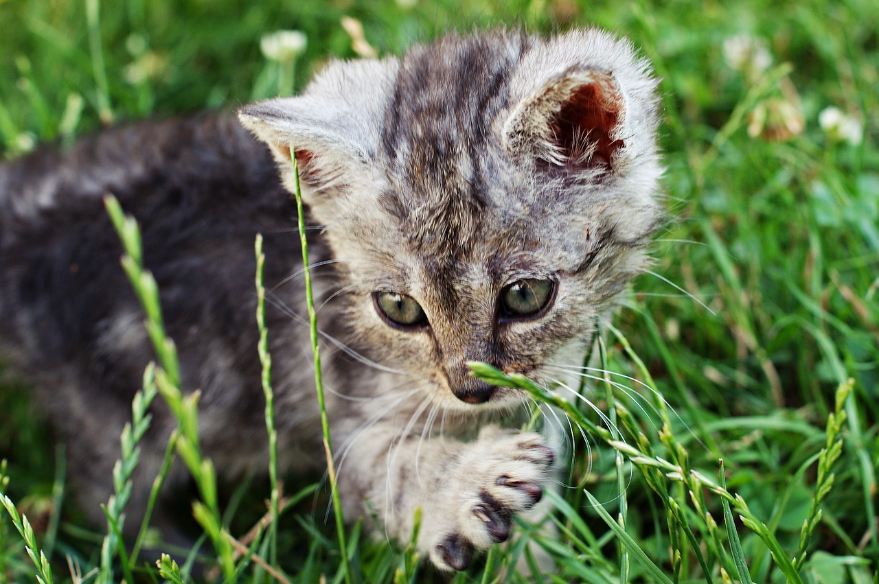 Image - dart kitten a member of the family