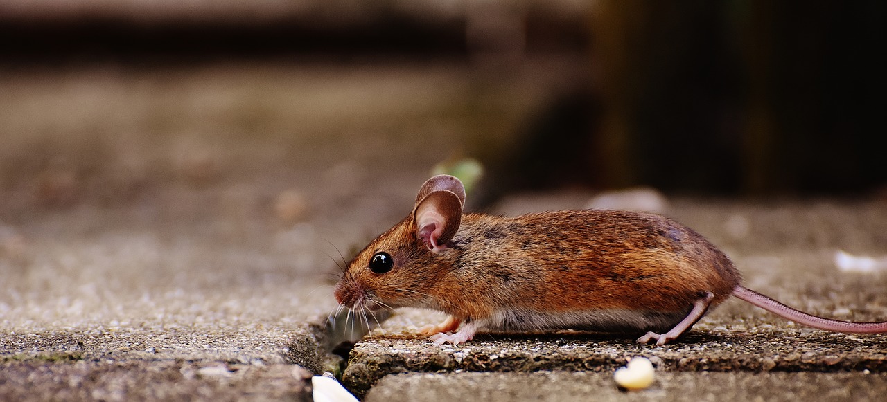 Image - mouse rodent cute mammal nager