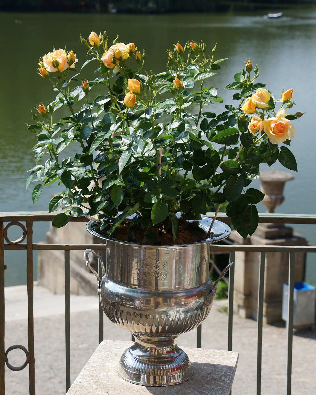 Image - plant rose pot yellow orange