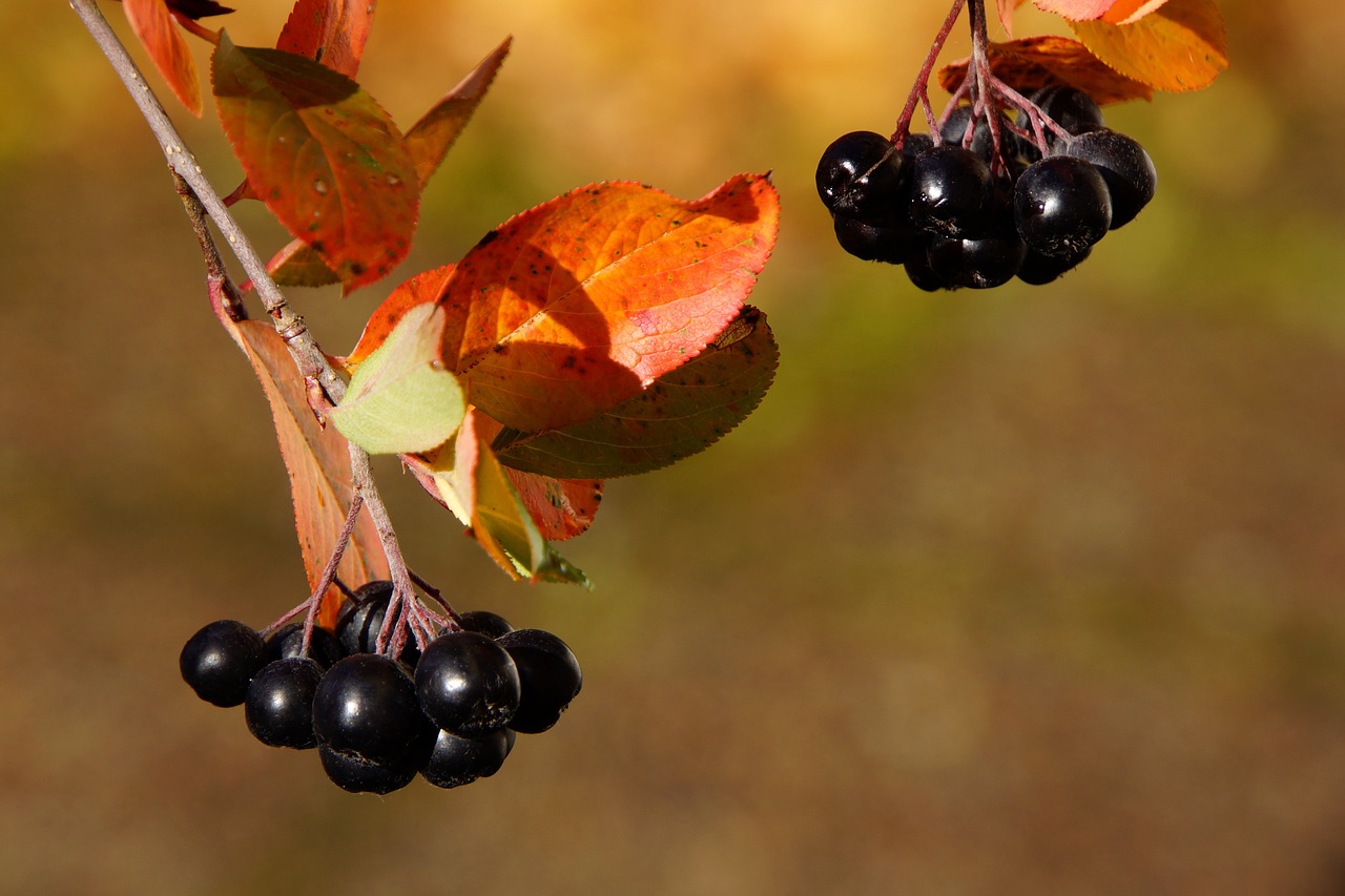 Image - aronia berry autumn