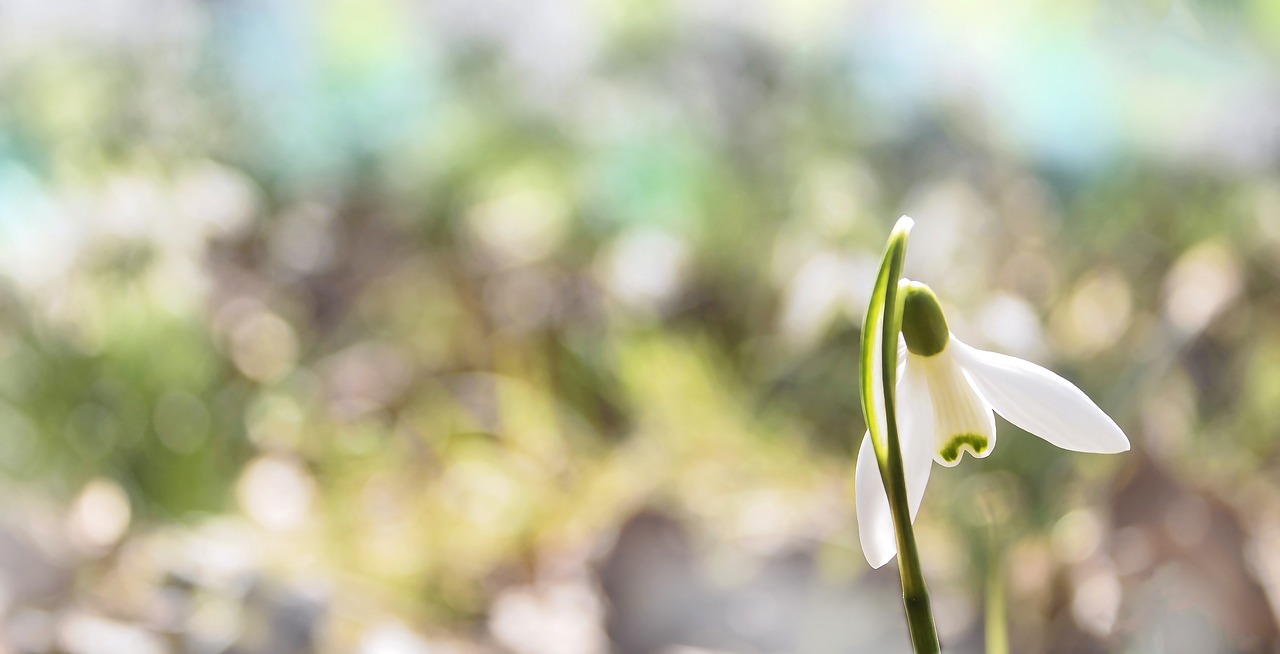 Image - snowdrop spring flower green