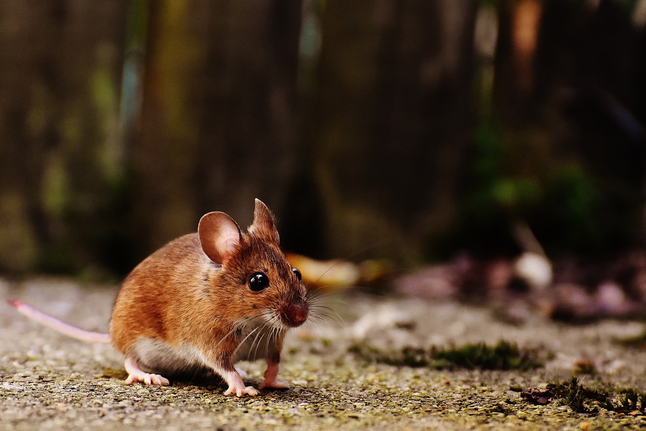 Image - mouse rodent cute mammal nager