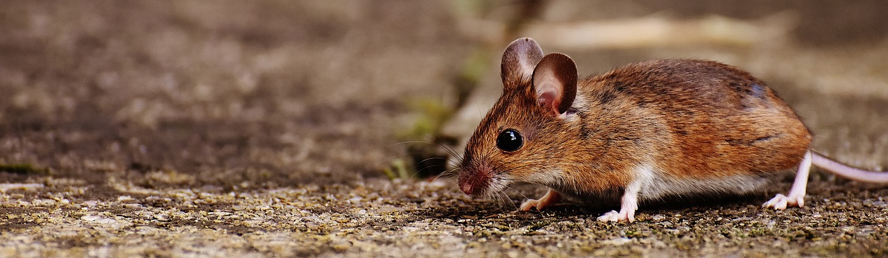 Image - mouse rodent cute mammal nager