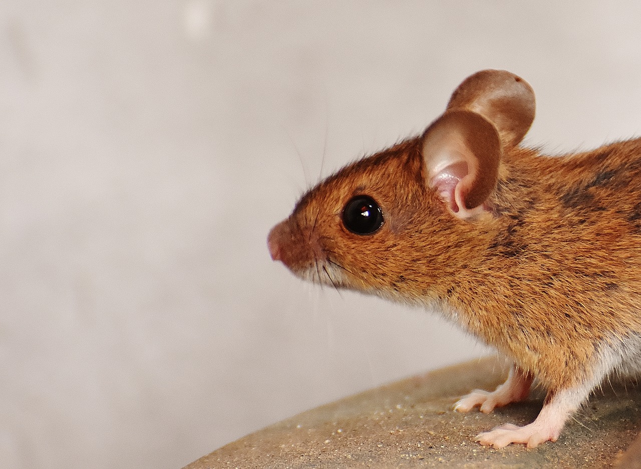 Image - mouse rodent cute mammal nager