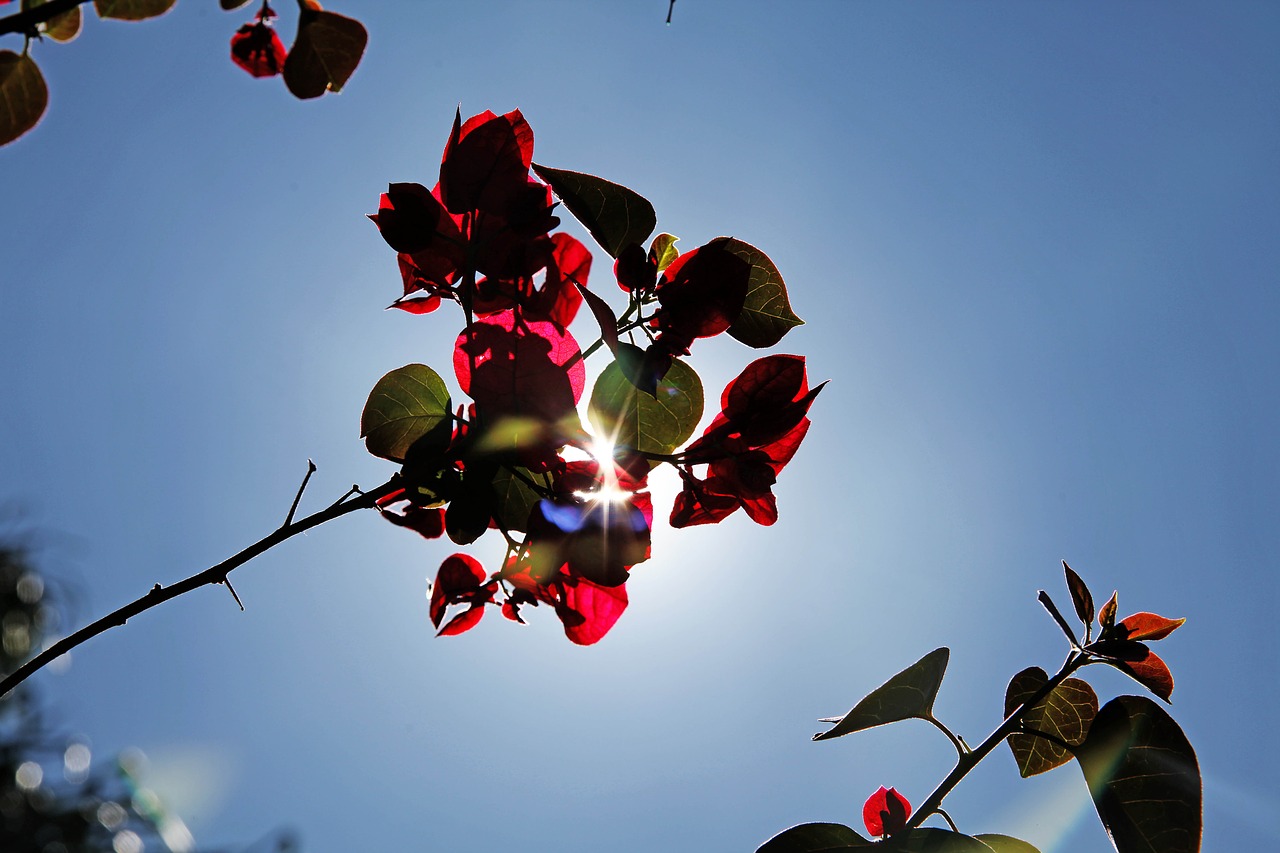 Image - bougainvillea nature garden flowers