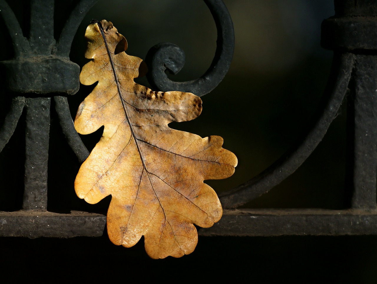 Image - leaves oak autumn fence fall