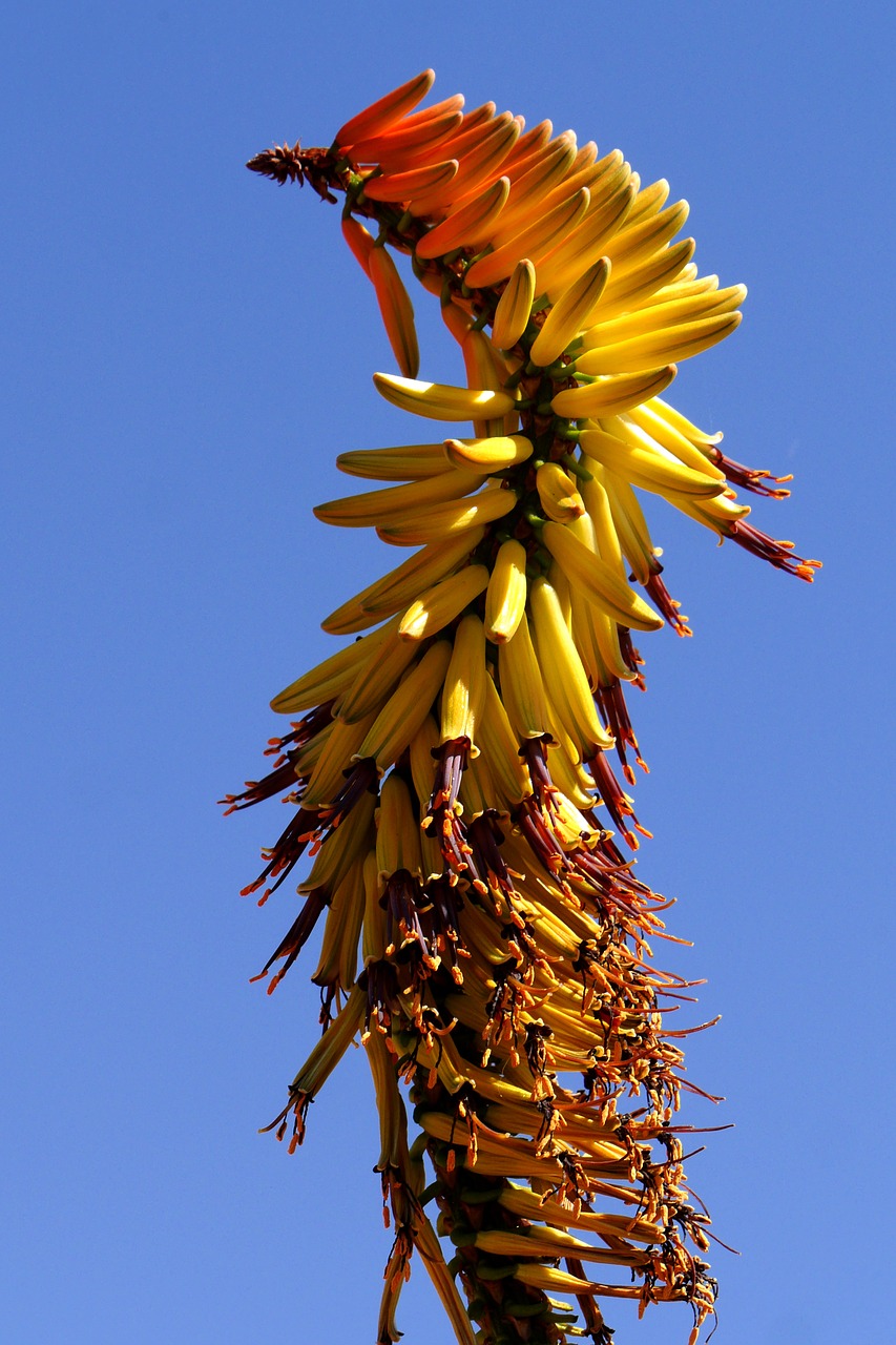 Image - bluehtenstand aloe botswana